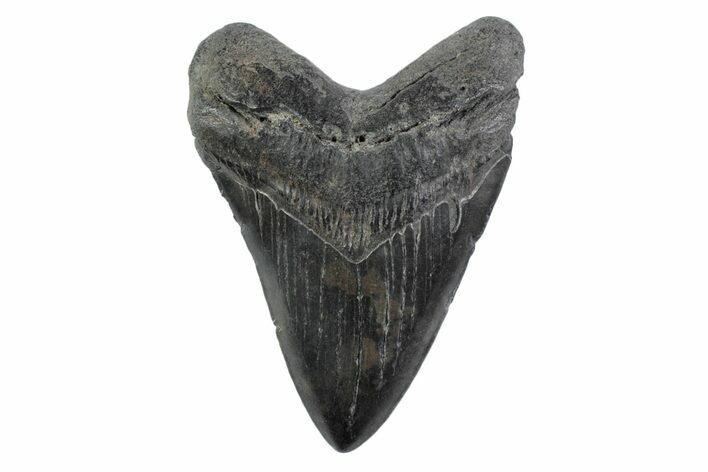 Fossil Megalodon Tooth - South Carolina #362191